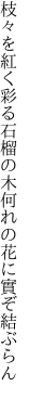 枝々を紅く彩る石榴の木 何れの花に實ぞ結ぶらん