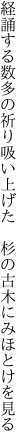 経誦する数多の祈り吸い上げた　 杉の古木にみほとけを見る