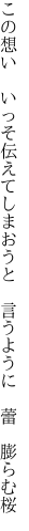 この想い　いっそ伝えてしまおうと 　言うように　蕾　膨らむ桜