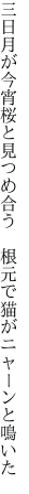 三日月が今宵桜と見つめ合う  根元で猫がニャーンと鳴いた