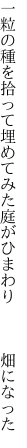 一粒の種を拾って埋めてみた 庭がひまわり   畑になった