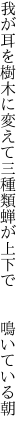 我が耳を樹木に変えて三種類 蝉が上下で  鳴いている朝