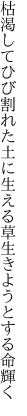 枯渇してひび割れた土に生える草 生きようとする命輝く