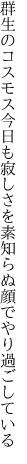 群生のコスモス今日も寂しさを 素知らぬ顔でやり過ごしている