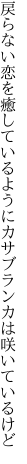 戻らない恋を癒しているように カサブランカは咲いているけど