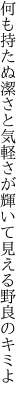 何も持たぬ潔さと気軽さが 輝いて見える野良のキミよ