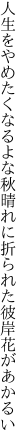 人生をやめたくなるよな秋晴れに 折られた彼岸花があかるい