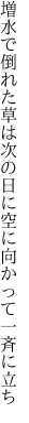 増水で倒れた草は次の日に 空に向かって一斉に立ち