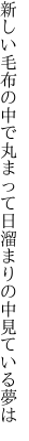 新しい毛布の中で丸まって 日溜まりの中見ている夢は