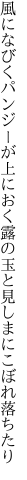 風になびくパンジーが上におく露の 玉と見しまにこぼれ落ちたり
