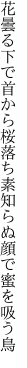 花曇る下で首から桜落ち 素知らぬ顔で蜜を吸う鳥