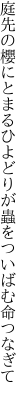 庭先の櫻にとまるひよどりが 蟲をついばむ命つなぎて