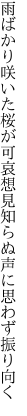雨ばかり咲いた桜が可哀想 見知らぬ声に思わず振り向く