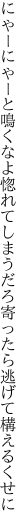 にゃーにゃーと鳴くなよ惚れてしまうだろ 寄ったら逃げて構えるくせに