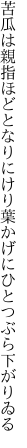 苦瓜は親指ほどとなりにけり 葉かげにひとつぶら下がりゐる