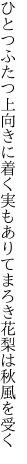 ひとつふたつ上向きに着く実もありて まろき花梨は秋風を受く