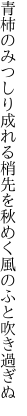 青柿のみつしり成れる梢先を 秋めく風のふと吹き過ぎぬ