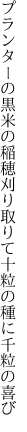 プランターの黒米の稲穂刈り取りて 十粒の種に千粒の喜び