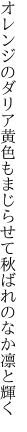 オレンジのダリア黄色もまじらせて 秋ばれのなか凛と輝く