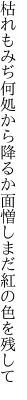 枯れもみぢ何処から降るか面憎し まだ紅の色を残して