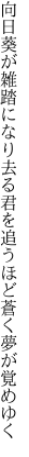 向日葵が雑踏になり去る君を 追うほど蒼く夢が覚めゆく