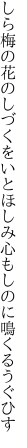 しら梅の花のしづくをいとほしみ 心もしのに鳴くるうぐひす