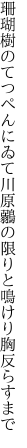 珊瑚樹のてつぺんにゐて川原鶸の 限りと鳴けり胸反らすまで