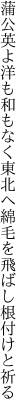 蒲公英よ洋も和もなく東北へ 綿毛を飛ばし根付けと祈る