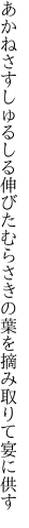 あかねさすしゅるしる伸びたむらさきの 葉を摘み取りて宴に供す