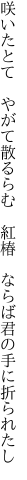 咲いたとて　やがて散るらむ　紅椿　 ならば君の手に折られたし