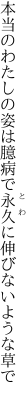 本当のわたしの姿は臆病で 永久に伸びないような草で