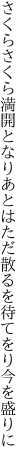 さくらさくら満開となりあとはただ 散るを待てをり今を盛りに