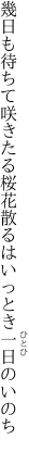 幾日も待ちて咲きたる桜花 散るはいっとき一日のいのち