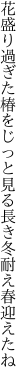 花盛り過ぎた椿をじっと見る 長き冬耐え春迎えたね