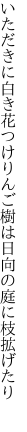 いただきに白き花つけりんご樹は 日向の庭に枝拡げたり 