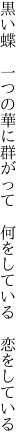 黒い蝶　一つの華に群がって　 何をしている　恋をしている