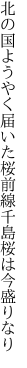 北の国ようやく届いた桜前線 千島桜は今盛りなり