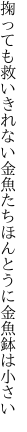 掬っても救いきれない金魚たち ほんとうに金魚鉢は小さい