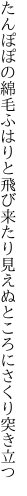 たんぽぽの綿毛ふはりと飛び来たり 見えぬところにさくり突き立つ