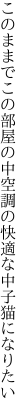 このままでこの部屋の中空調の 快適な中子猫になりたい