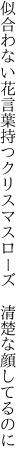 似合わない花言葉持つクリスマスローズ　 清楚な顔してるのに