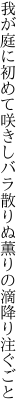 我が庭に初めて咲きしバラ散りぬ 薫りの滴降り注ぐごと