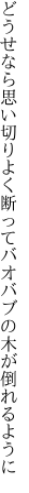 どうせなら思い切りよく断って バオバブの木が倒れるように