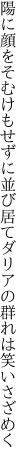 陽に顔をそむけもせずに並び居て ダリアの群れは笑いさざめく