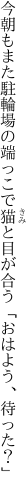 今朝もまた駐輪場の端っこで 猫と目が合う「おはよう、待った？」