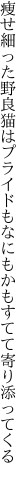 痩せ細った野良猫はプライド もなにもかもすてて寄り添ってくる