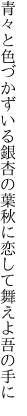 青々と色づかずいる銀杏の葉 秋に恋して舞えよ吾の手に