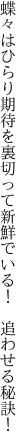 蝶々はひらり期待を裏切って 新鮮でいる！　追わせる秘訣！