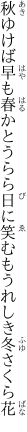 秋ゆけば早も春かとうらら日に 笑むもうれしき冬さくら花