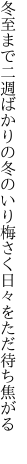 冬至まで二週ばかりの冬のいり 梅さく日々をただ待ち焦がる 